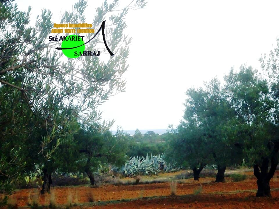 Sidi Bou Ali Sidi Bou Ali Terrain Terrain agricole Terrain agricole 34553m sur la route sidi bouali