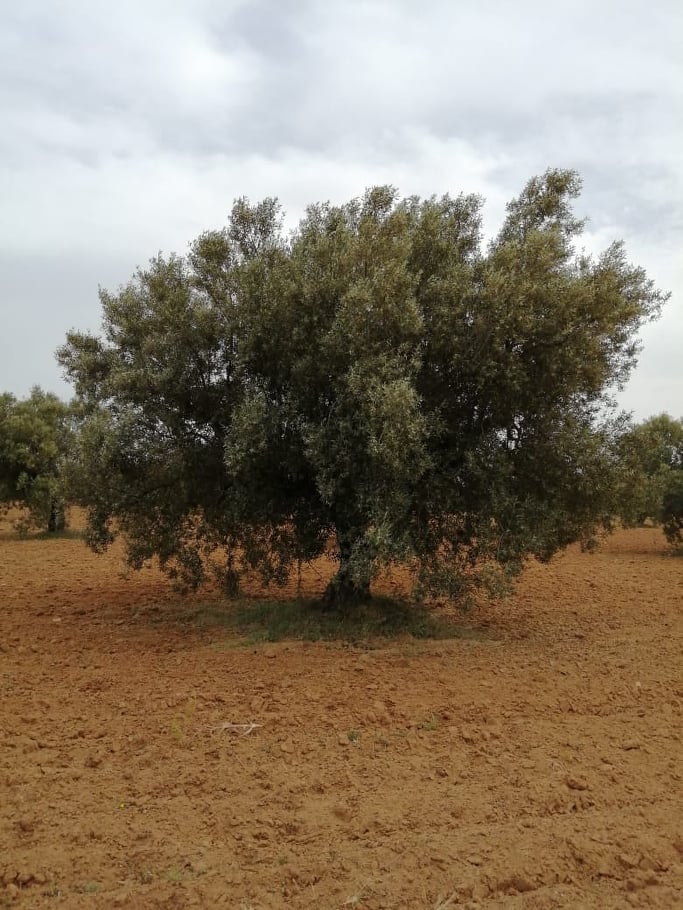 Sidi Bou Ali Sidi Bou Ali Terrain Terrain agricole Terrain agricole 34553m sur la route sidi bouali