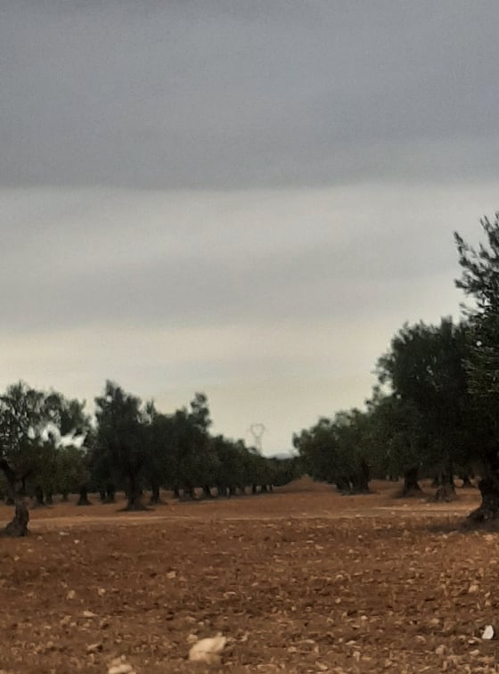 Sidi Bou Ali Sidi Bou Ali Terrain Terrain agricole Terrain agricole 34553m sur la route sidi bouali