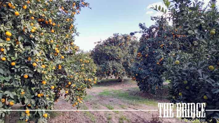 Grombalia El Kobba El Kebira Terrain Terrain agricole 10 hectares dagrumes  el gobba grombelia