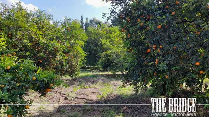 Grombalia El Kobba El Kebira Terrain Terrain agricole 10 hectares dagrumes  el gobba grombelia