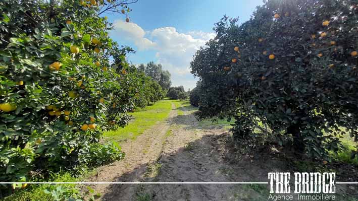 Grombalia El Kobba El Kebira Terrain Terrain agricole 10 hectares dagrumes  el gobba grombelia