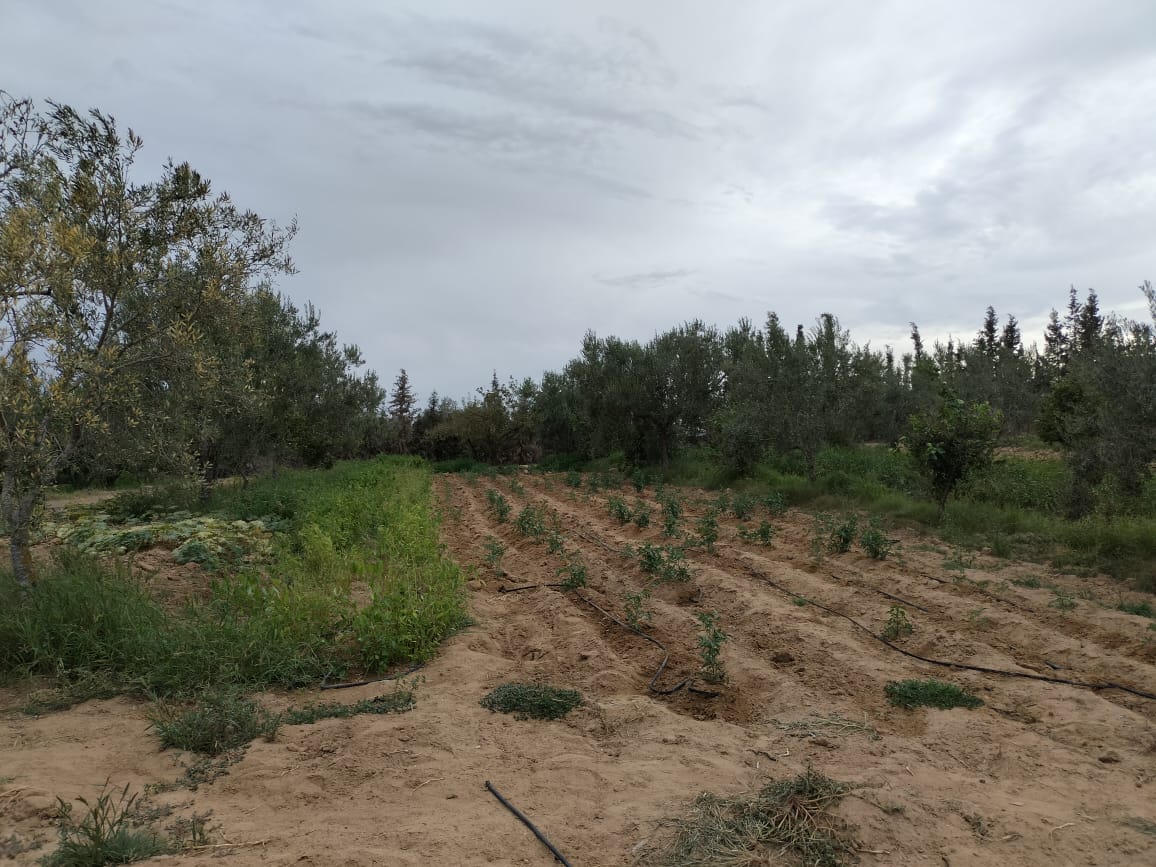 Kalaa El Kebira Kalaa El Kebira Terrain Terrain agricole Terrain agricole fertile  kala kbira