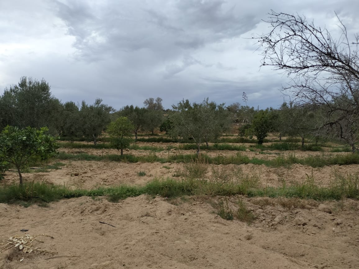 Kalaa El Kebira Kalaa El Kebira Terrain Terrain agricole Terrain agricole fertile  kala kbira