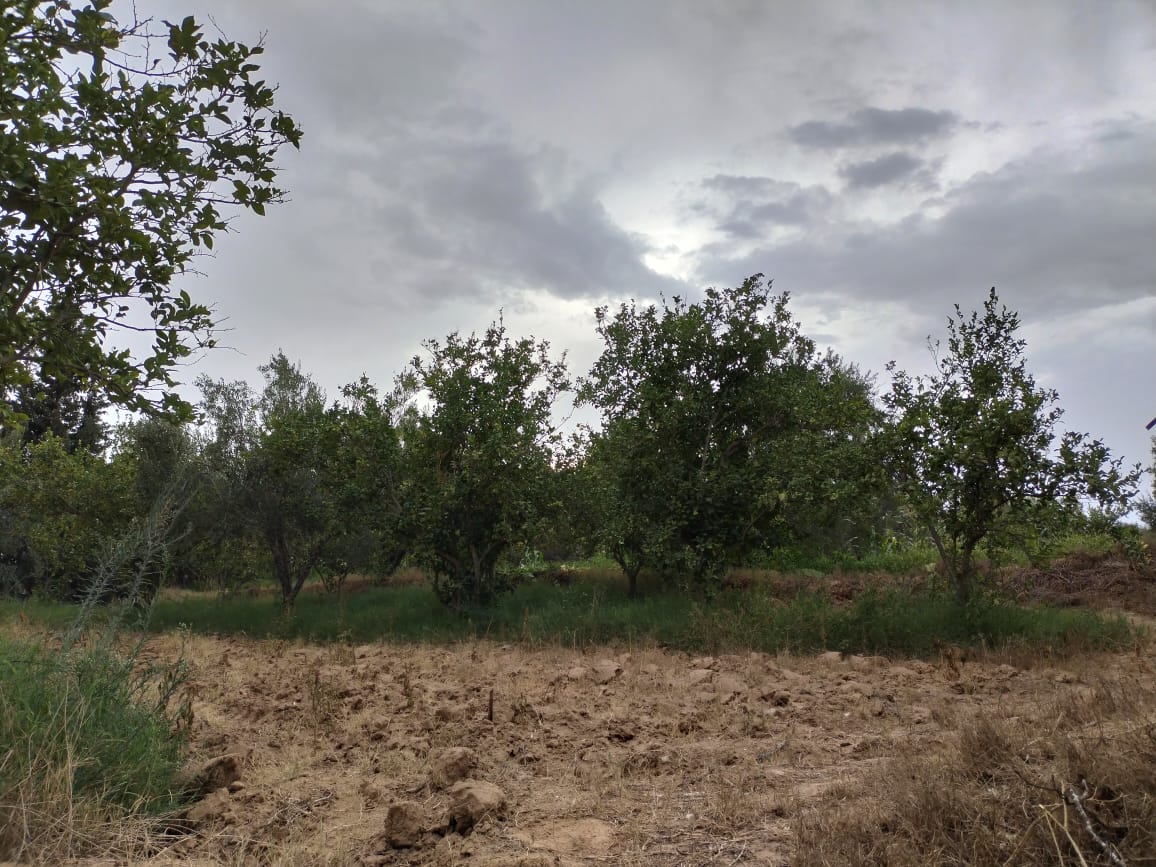 Kalaa El Kebira Kalaa El Kebira Terrain Terrain agricole Terrain agricole fertile  kala kbira