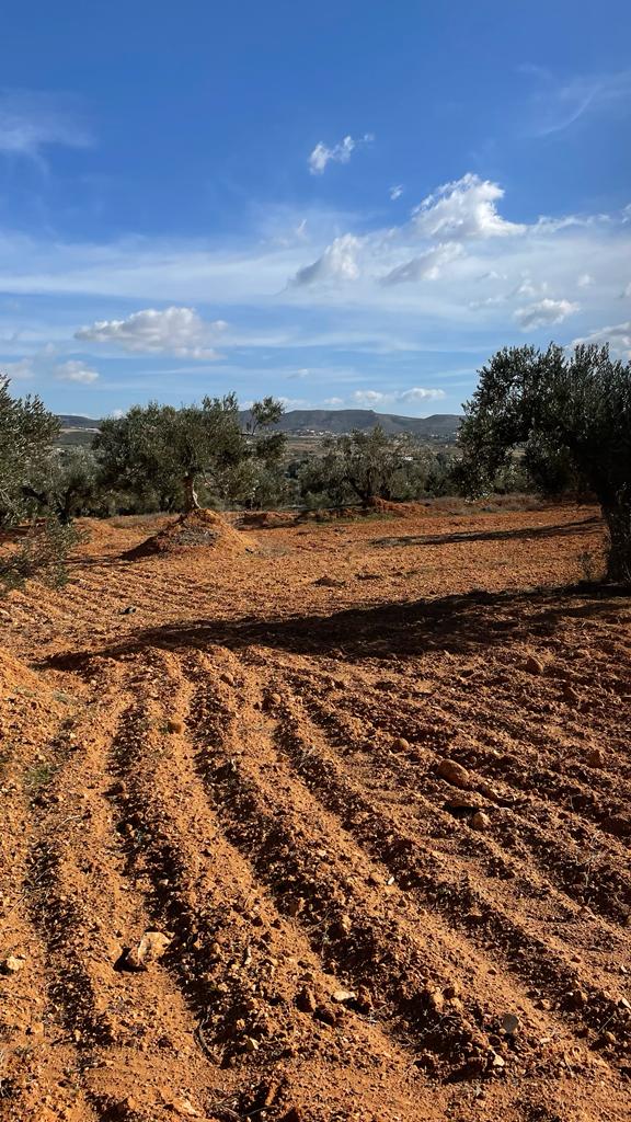 Hammamet Bir Bouregba Terrain Terrain agricole Ter agri 19200 m2 v221204