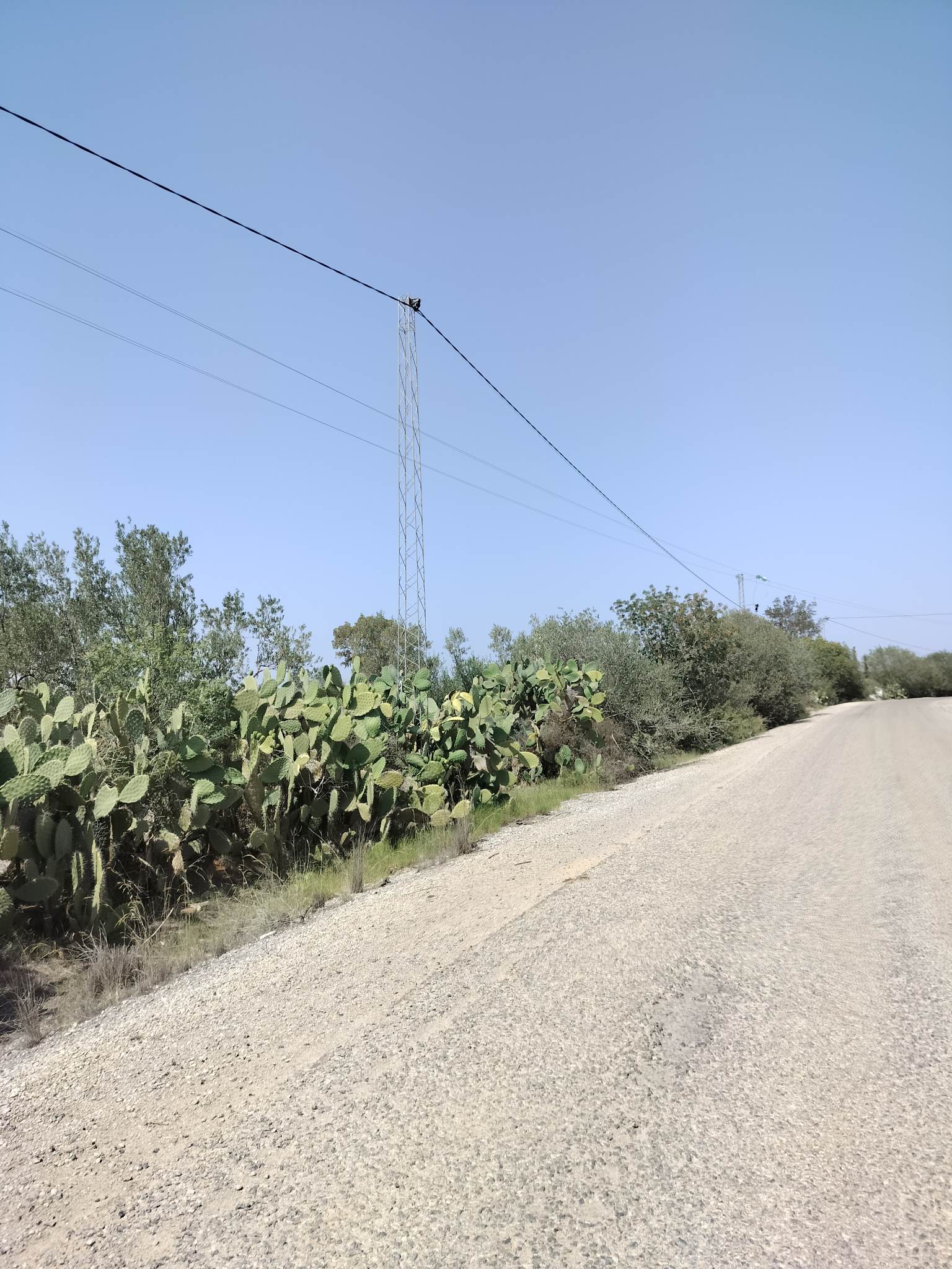 Kalaa El Kebira Kalaa El Kebira Terrain Terrain agricole Terrain 4200m sur la route principale el henya