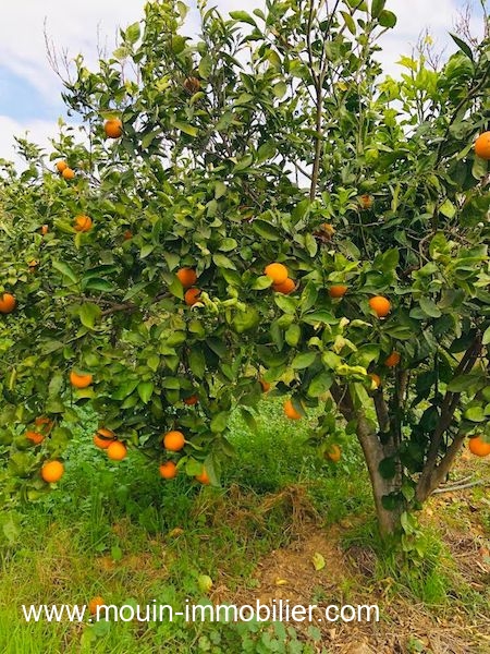 Nabeul Henchir El Haouaria Terrain Terrain agricole Ferme haouaria av  nabeul t1104