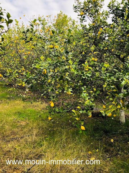 Nabeul Henchir El Haouaria Terrain Terrain agricole Ferme haouaria av  nabeul t1104