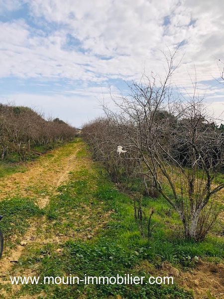 Nabeul Henchir El Haouaria Terrain Terrain agricole Ferme haouaria av  nabeul t1104