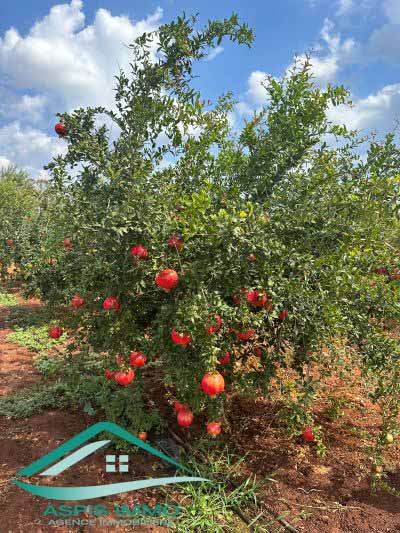 Menzel Temime Lebna Vente Surfaces Ferme 10 hectares sur la route principale  libna