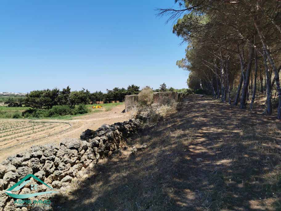 El Haouaria Sidi Daoud Vente Surfaces Terrain agricole  sidi daoued hawaria