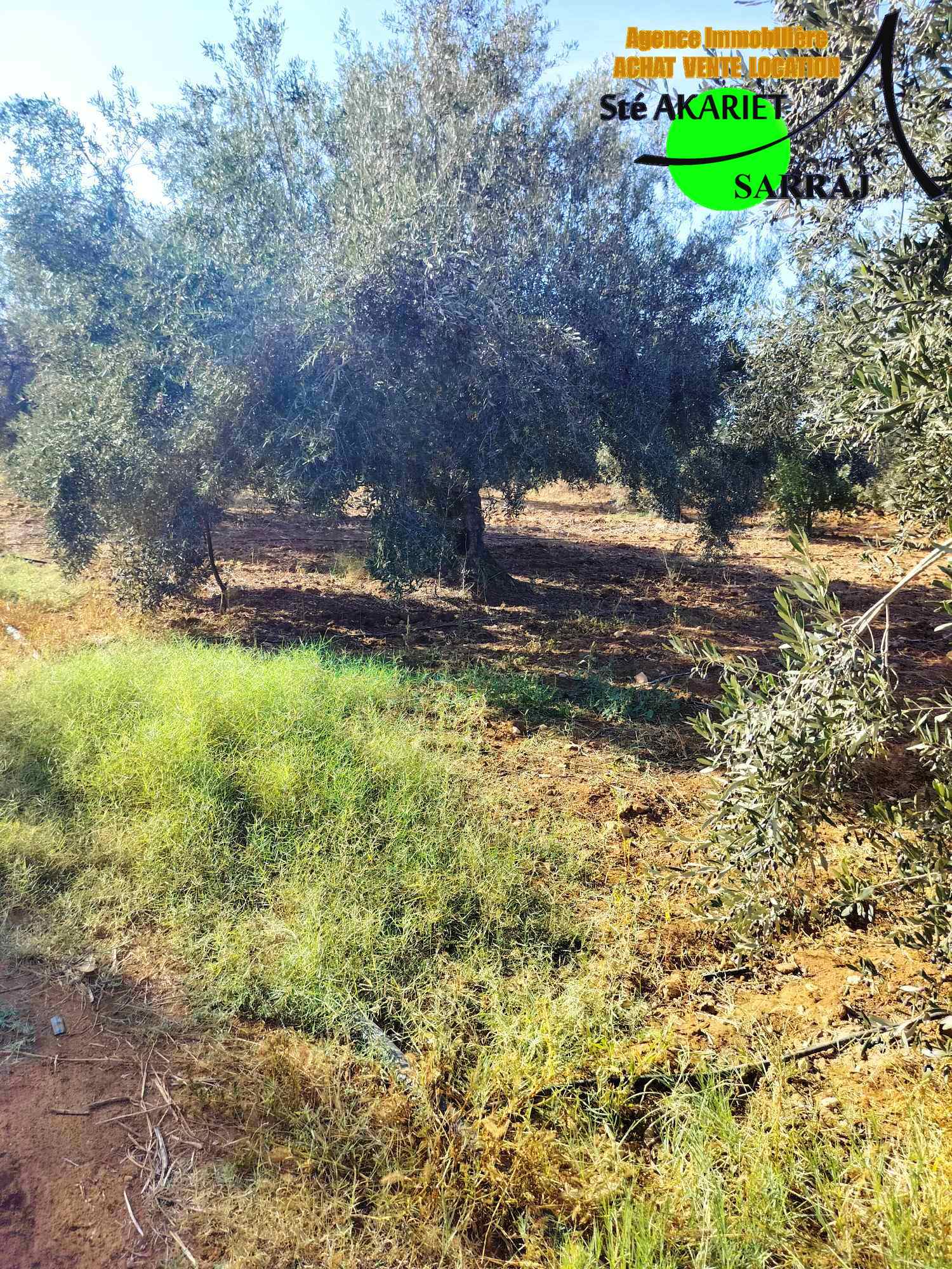 Sidi Bou Ali Sidi Bou Ali Terrain Terrain agricole Senia clotur 1hectares et 6000m  sidi bouali