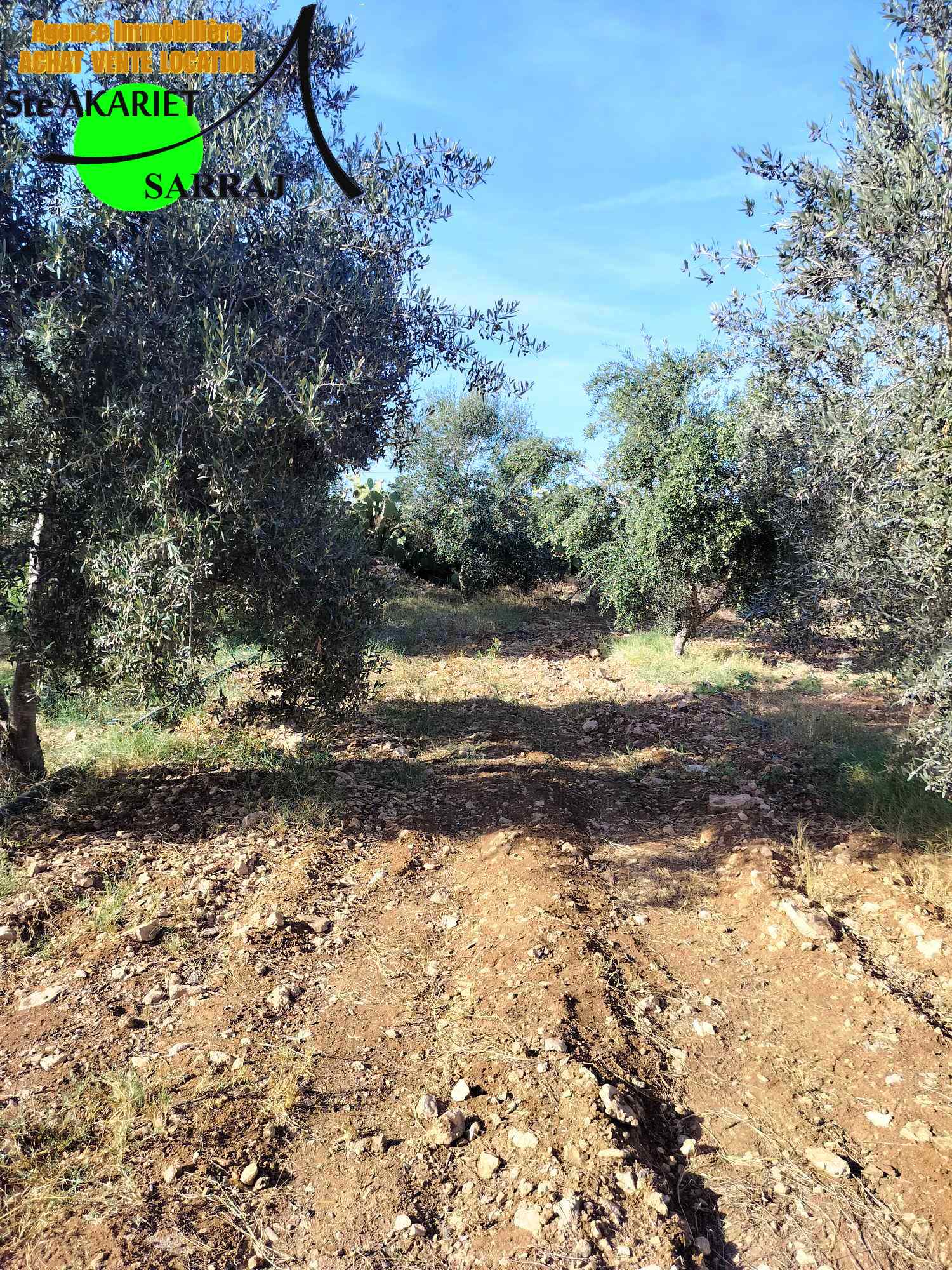 Sidi Bou Ali Sidi Bou Ali Terrain Terrain agricole Senia clotur 1hectares et 6000m  sidi bouali