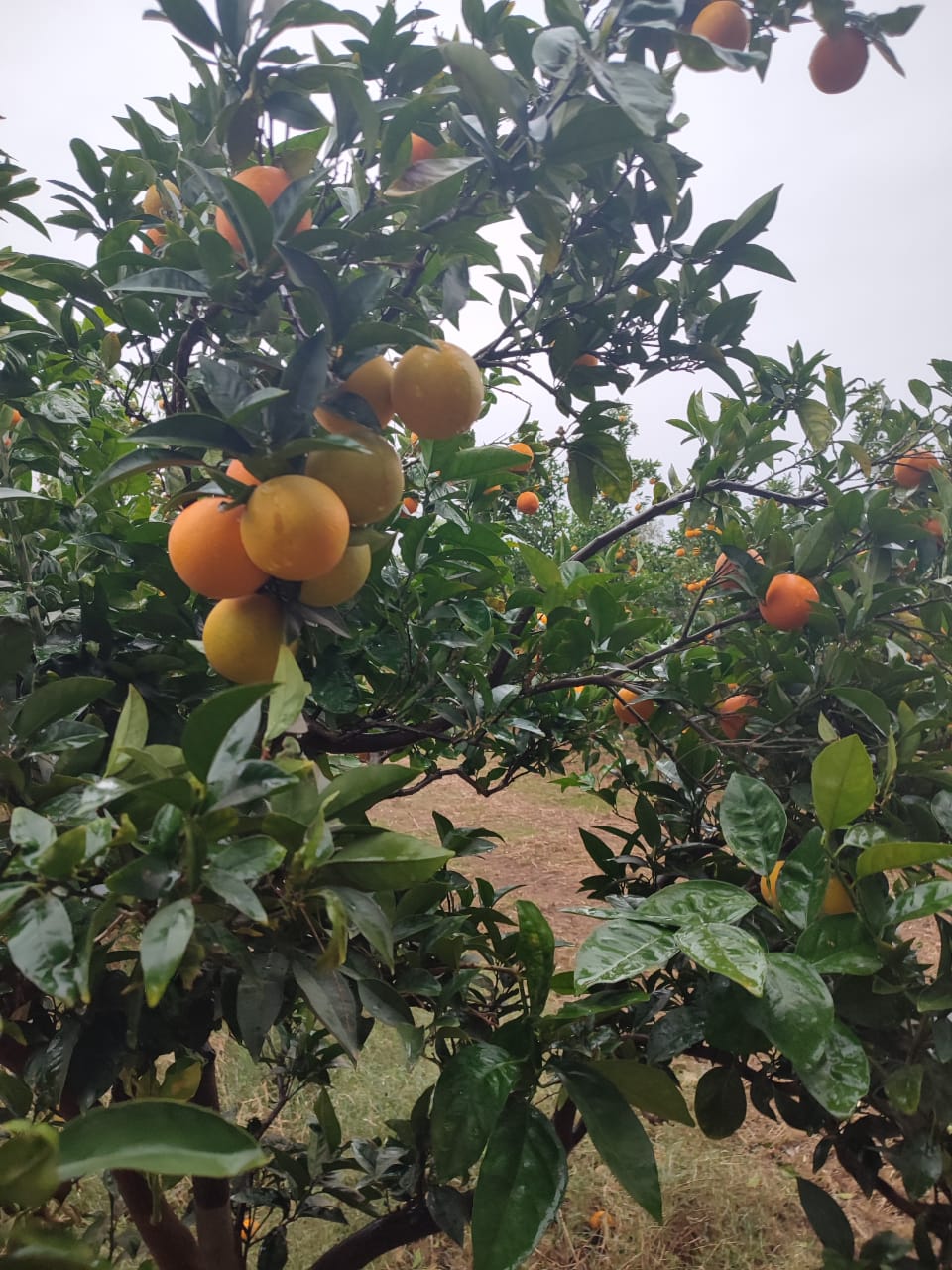 Korba Korba Terrain Terrain agricole Sania plante d'arbres fruitiers  korba