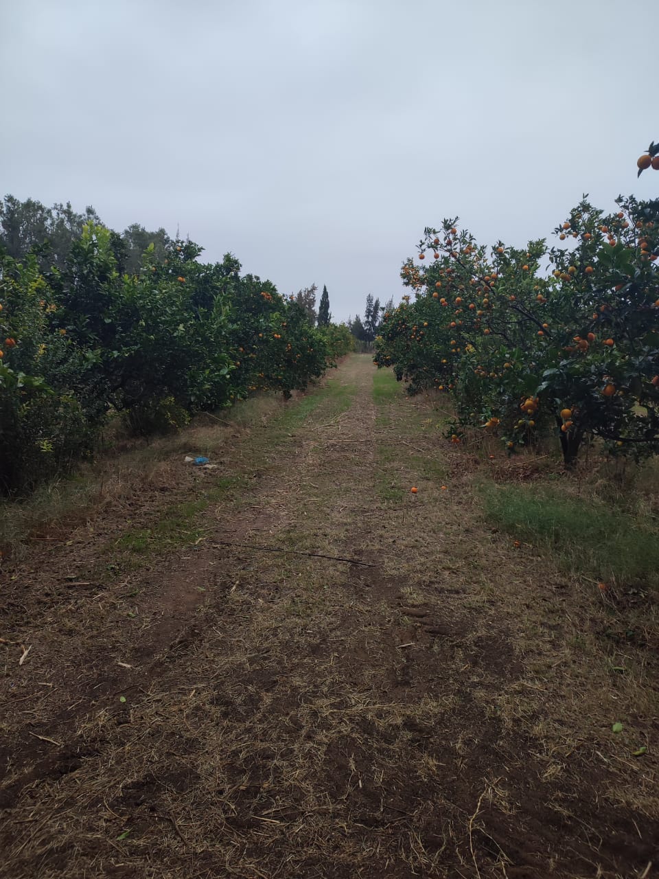 Korba Korba Terrain Terrain agricole Sania plante d'arbres fruitiers  korba