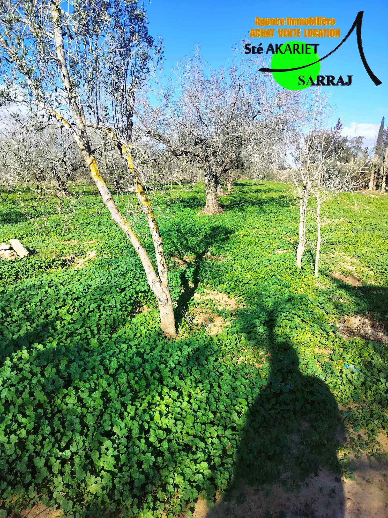 Sidi Bou Ali Kenana Terrain Terrain agricole Opportunit senia 14000m  sidi bouali vers knana