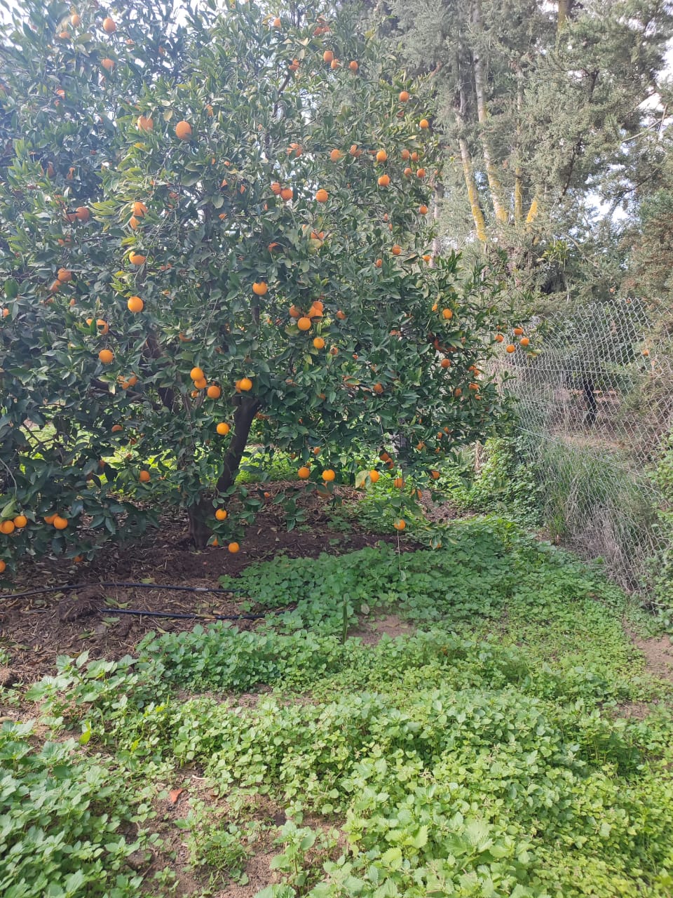 Menzel Bouzelfa Menzel Bouzelfa Terrain Terrain agricole Agrable ferme  manzel bouzalfa