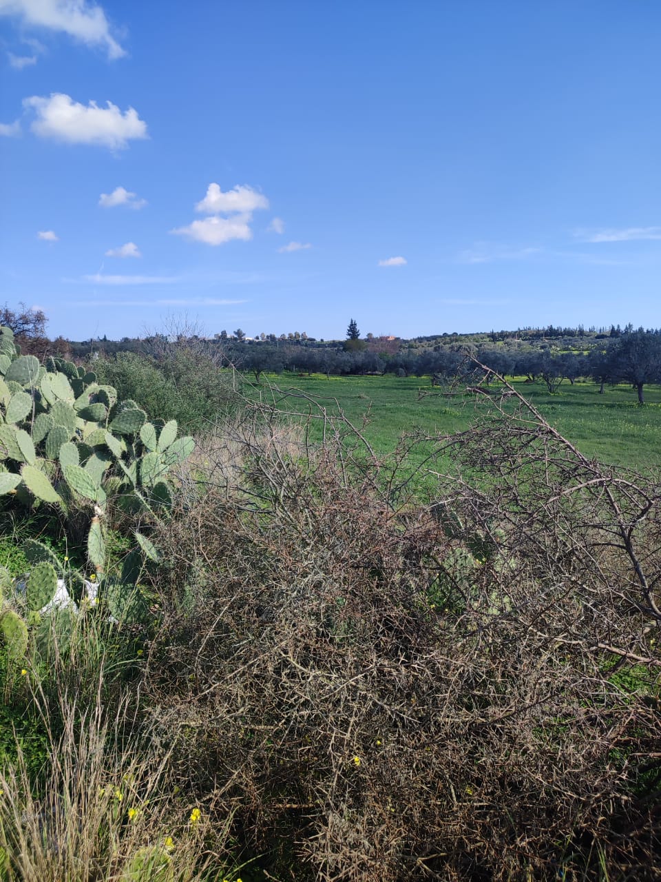 Menzel Bouzelfa Menzel Bouzelfa Terrain Terrain agricole Terrain agricoles  manzel bouzalfa nabeul