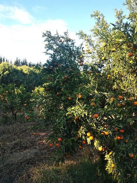 Menzel Bouzelfa Menzel Bouzelfa Terrain Terrain agricole Ferme orangers