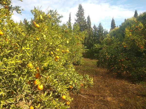 Menzel Bouzelfa Menzel Bouzelfa Terrain Terrain agricole Ferme orangers