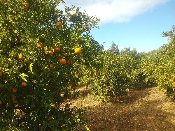 Menzel Bouzelfa Menzel Bouzelfa Terrain Terrain agricole Ferme orangers