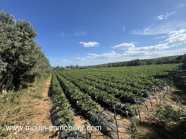 Beni Khiar Somaa Terrain Terrain agricole Ferme les emeraudes t1137 somaa beni khiar