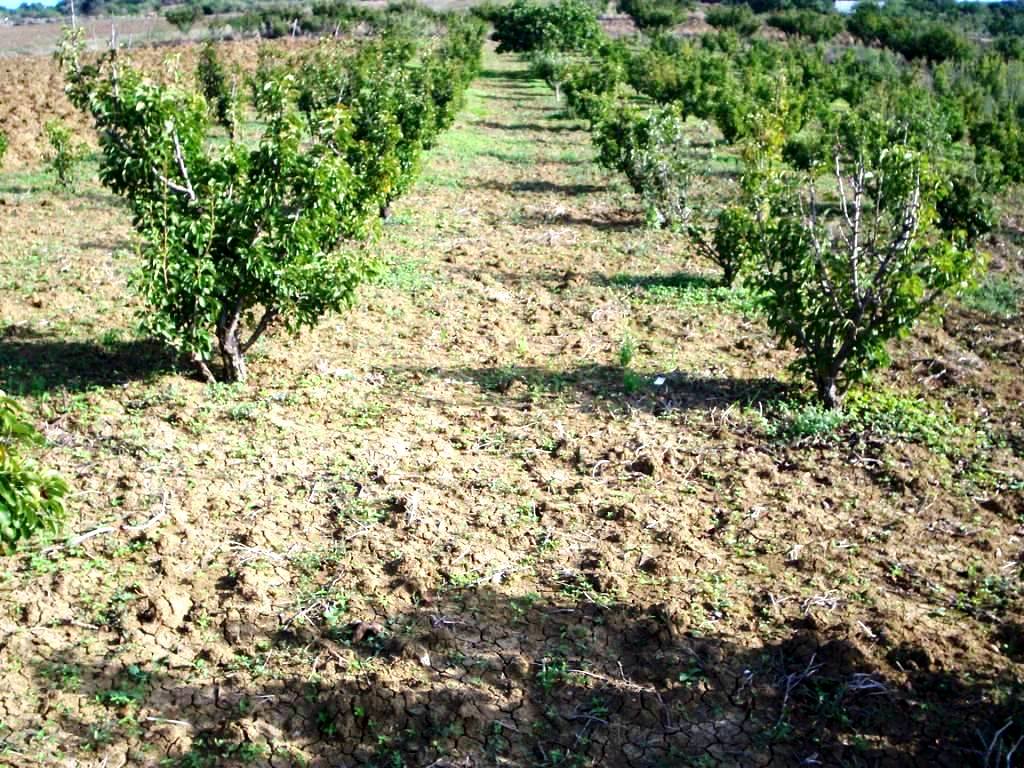 Ras Jebel Rafraf Terrain Terrain agricole Terrain 5300 m2 a rafraf