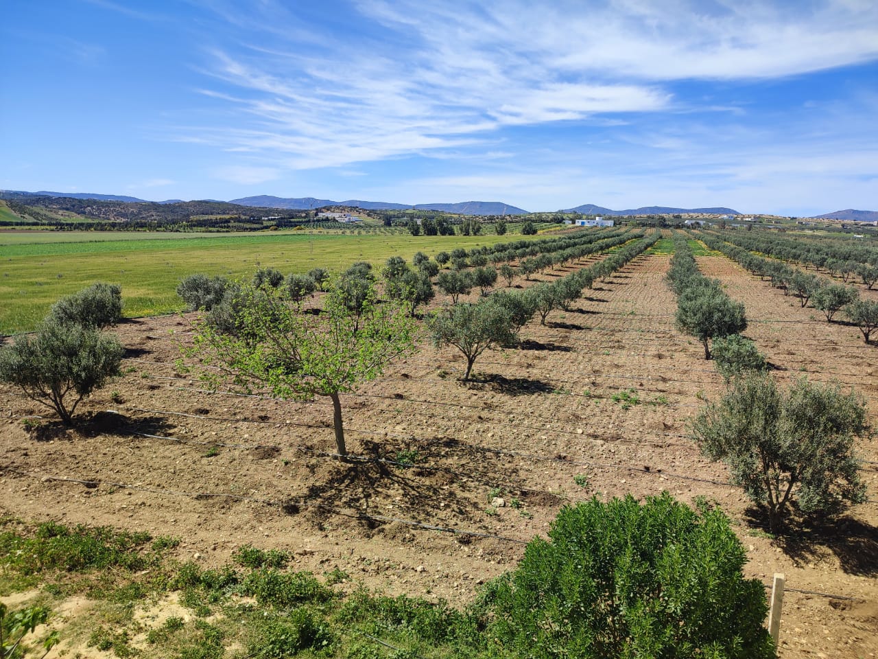 Korba Korba Terrain Terrain agricole Senia agricole    korba nabeul  nabeul