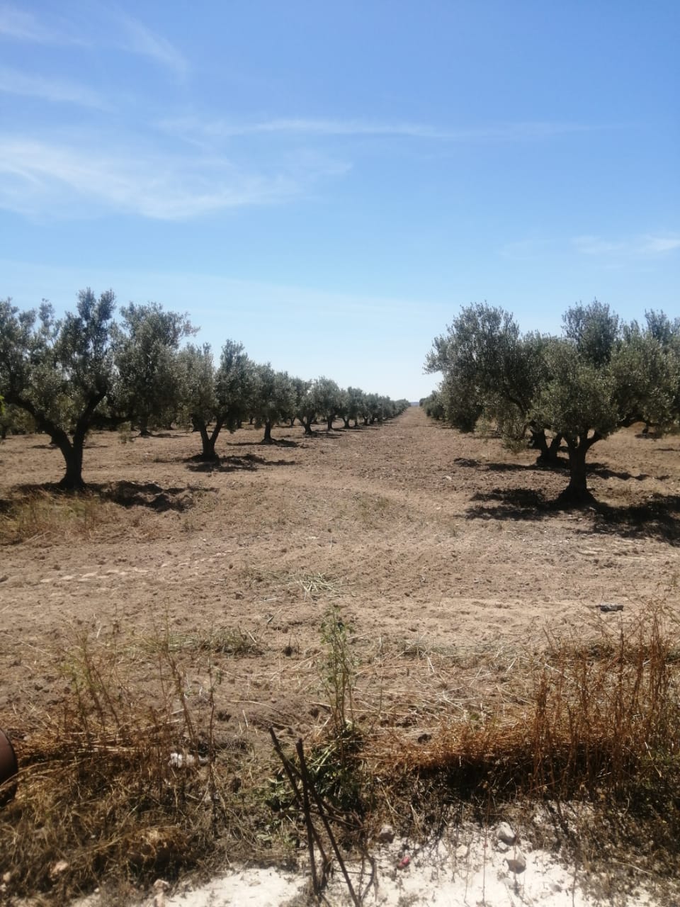 Zaghouan Zaghouan Terrain Terrain agricole Terrain agricole a zaghouane