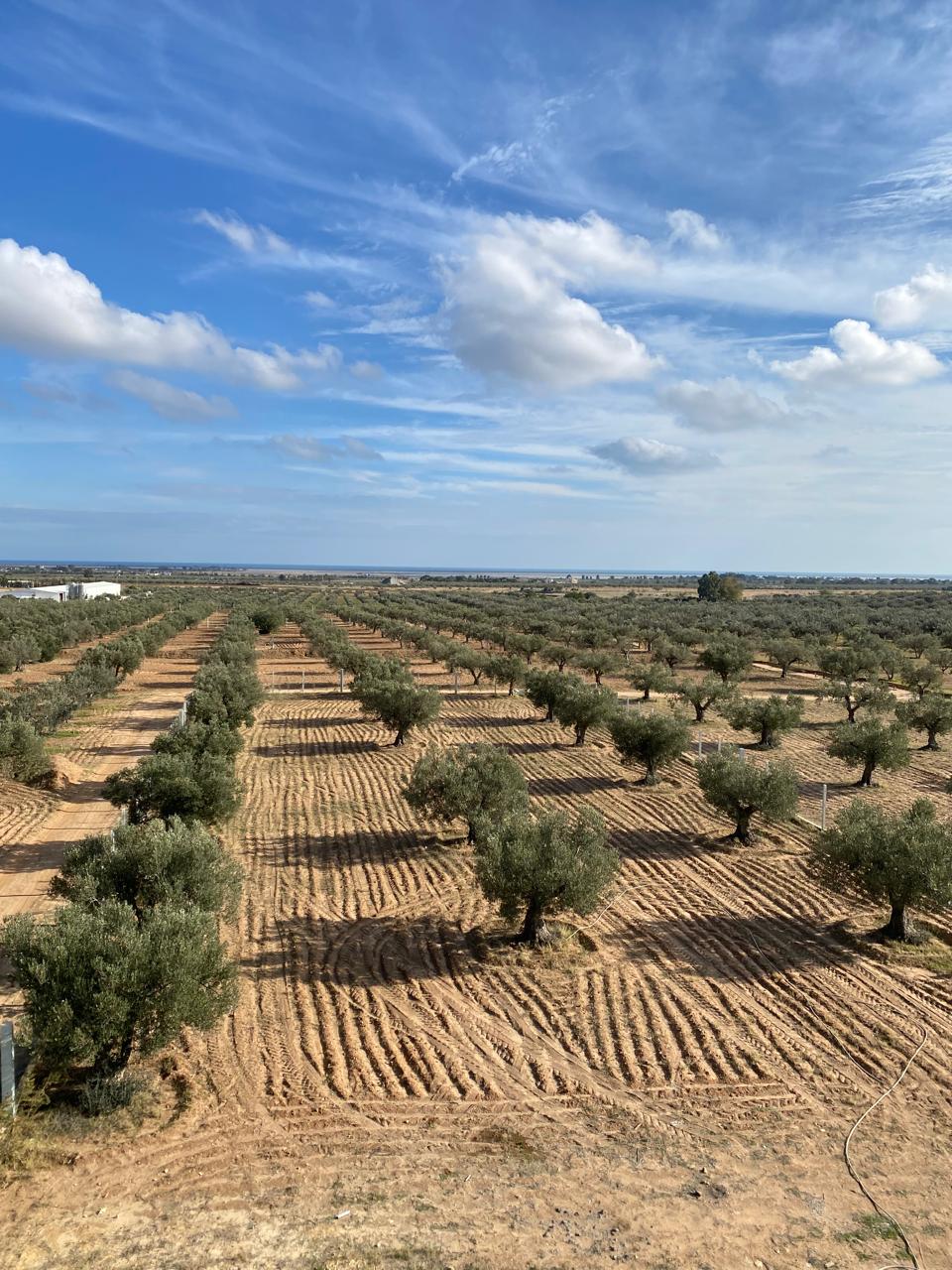 Bou Ficha Bou Ficha Terrain Terrain agricole Terrain  bouficha