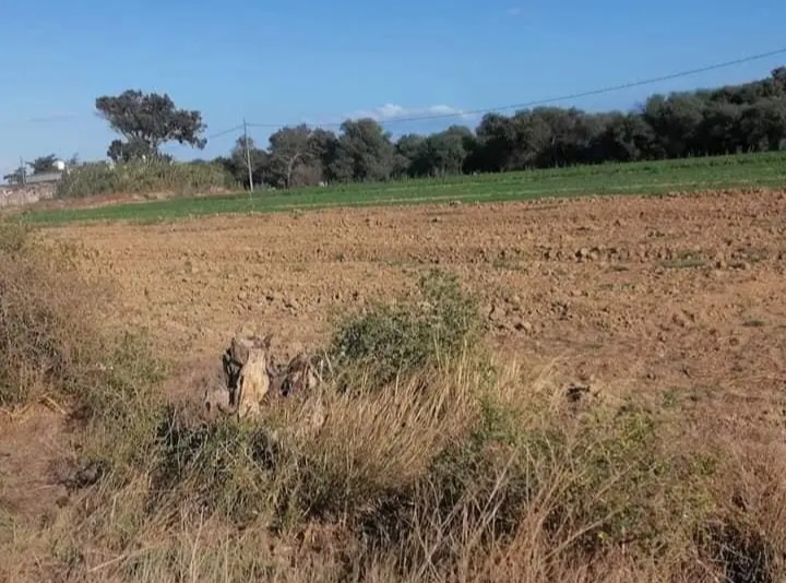 Utique Utique Nouvelle Terrain Terrain agricole Terrain direction coco beach