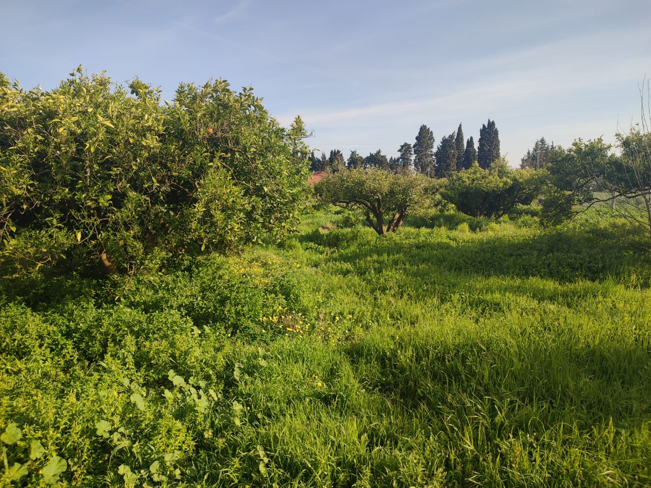 Menzel Bouzelfa Menzel Bouzelfa Terrain Terrain agricole Terrain agricole arbor