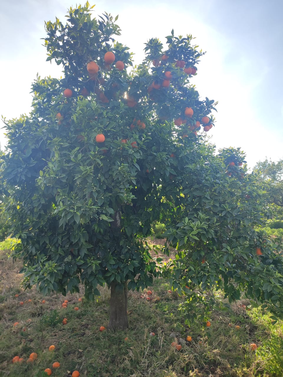 Menzel Bouzelfa Menzel Bouzelfa Terrain Terrain agricole Terrain agricole arbor