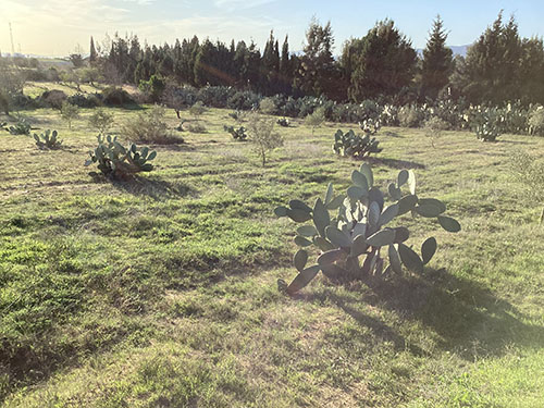 Bou Argoub Borj Hafaiedh Terrain Terrain agricole Senia  studio et depot  8 km de hammamet