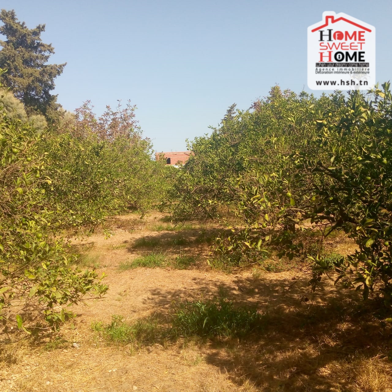 Menzel Bouzelfa Menzel Bouzelfa Terrain Terrain agricole Ferme verteuil  menzel bouzelfa