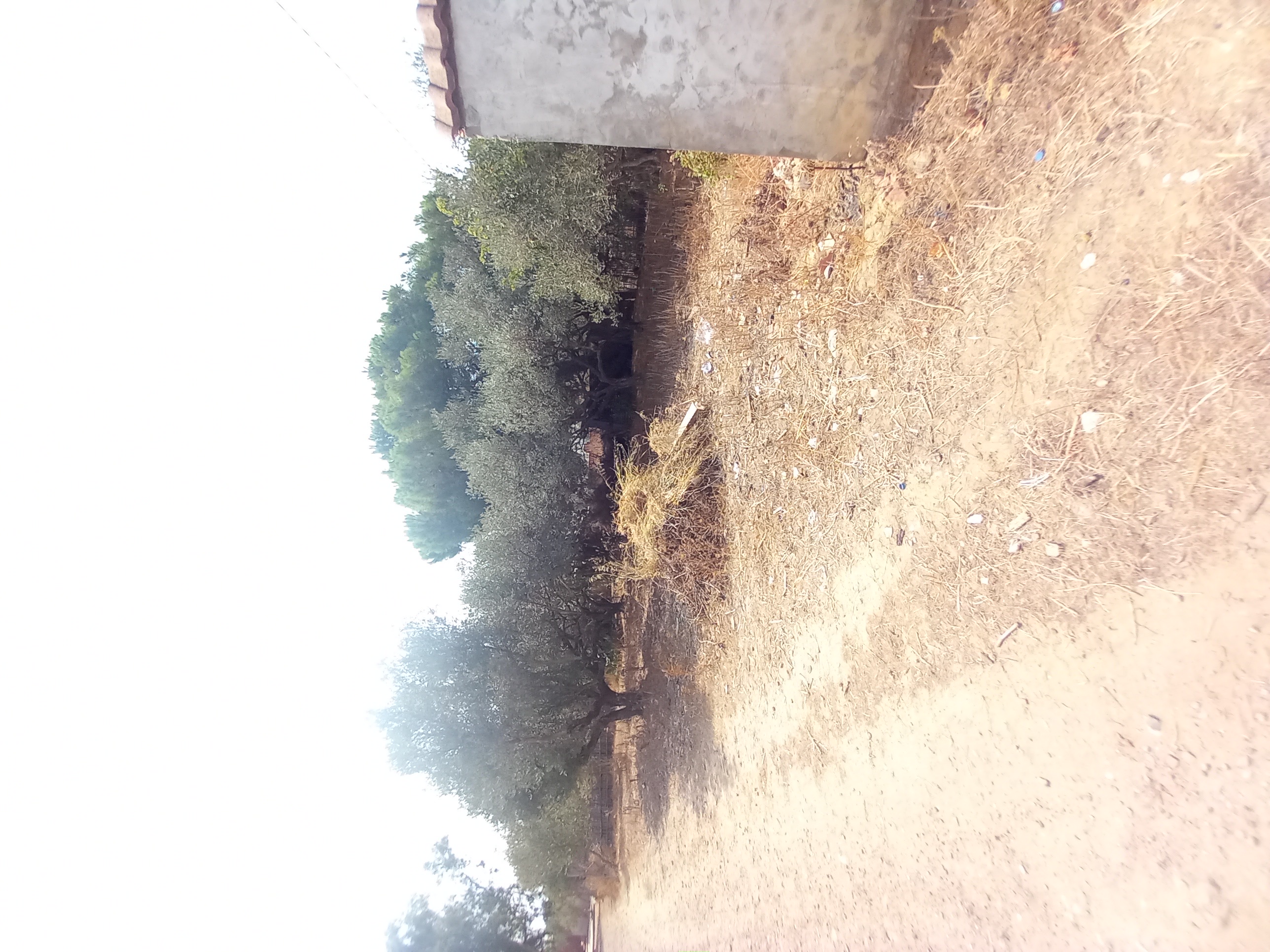 Bizerte Sud Louata Vente Maisons Maison avec jardin  bizerte sud