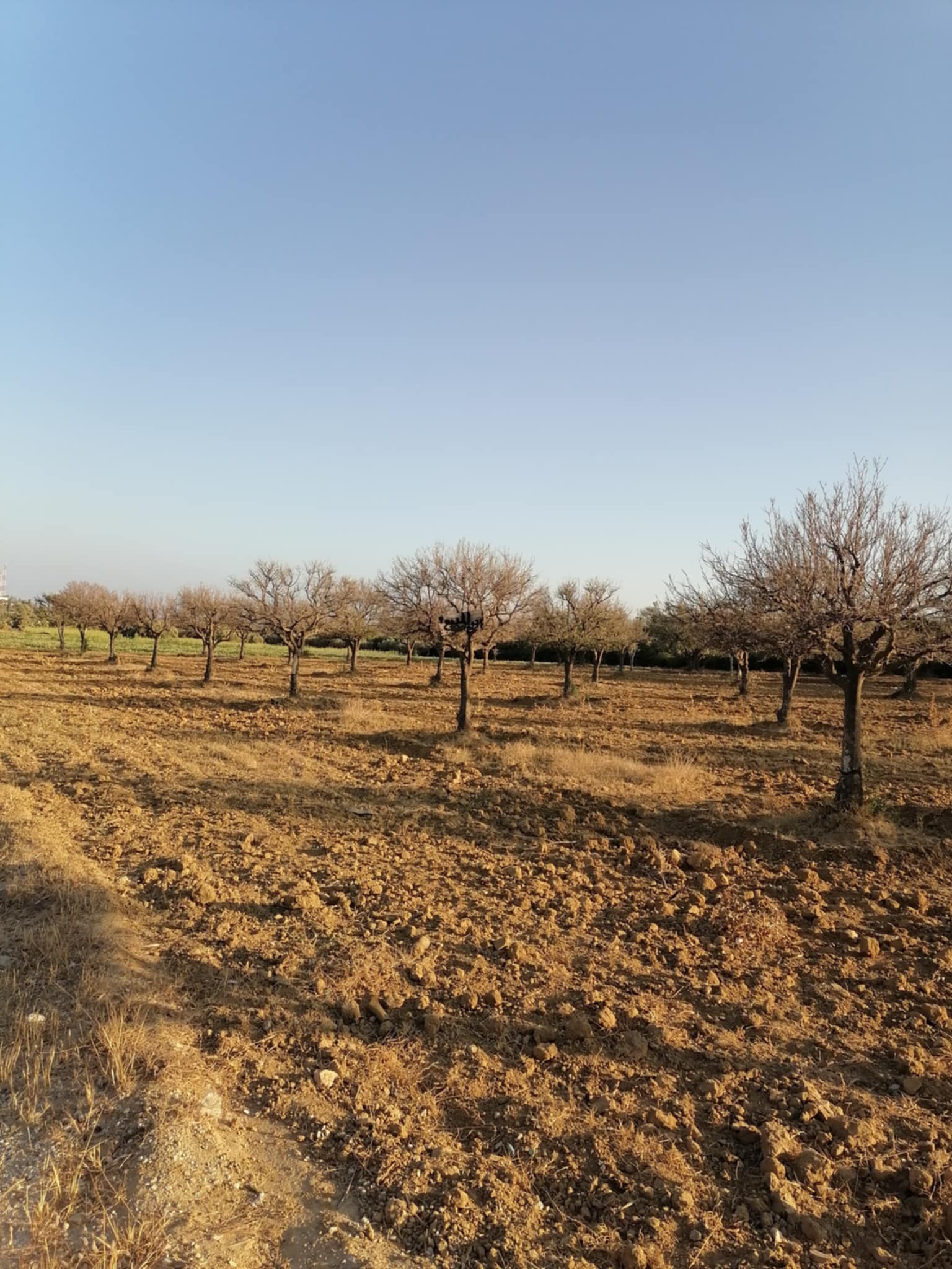 Nabeul Henchir El Haouaria Terrain Terrain agricole Terrain agricole