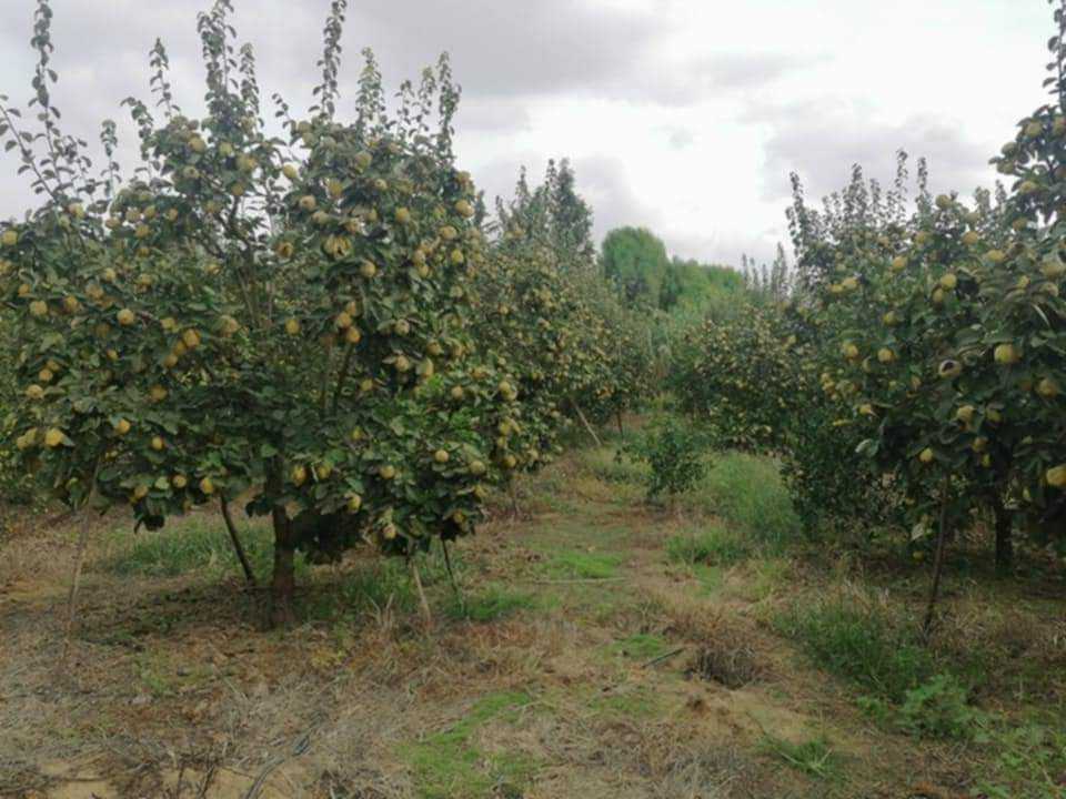 Menzel Bouzelfa Menzel Bouzelfa Terrain Terrain agricole Senia a manzel bouzalfa