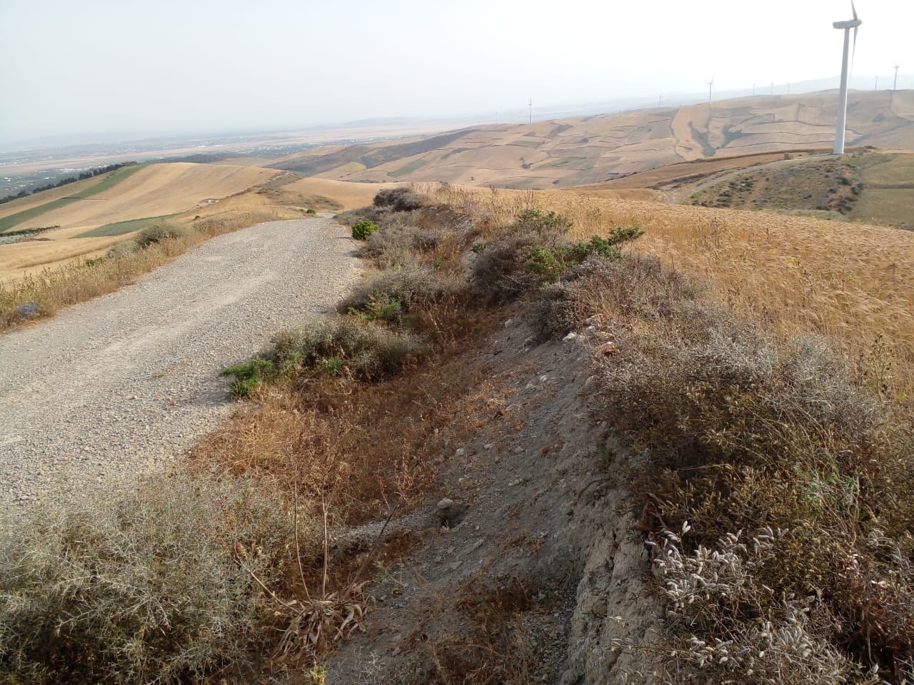 Ras Jebel Ras Jebel Terrain Terrain agricole Titre bleu