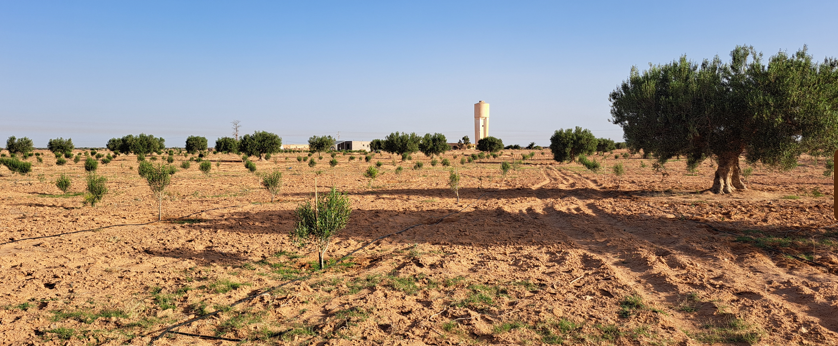 Ghraiba Ghraiba Terrain Terrain agricole Terrain agricole