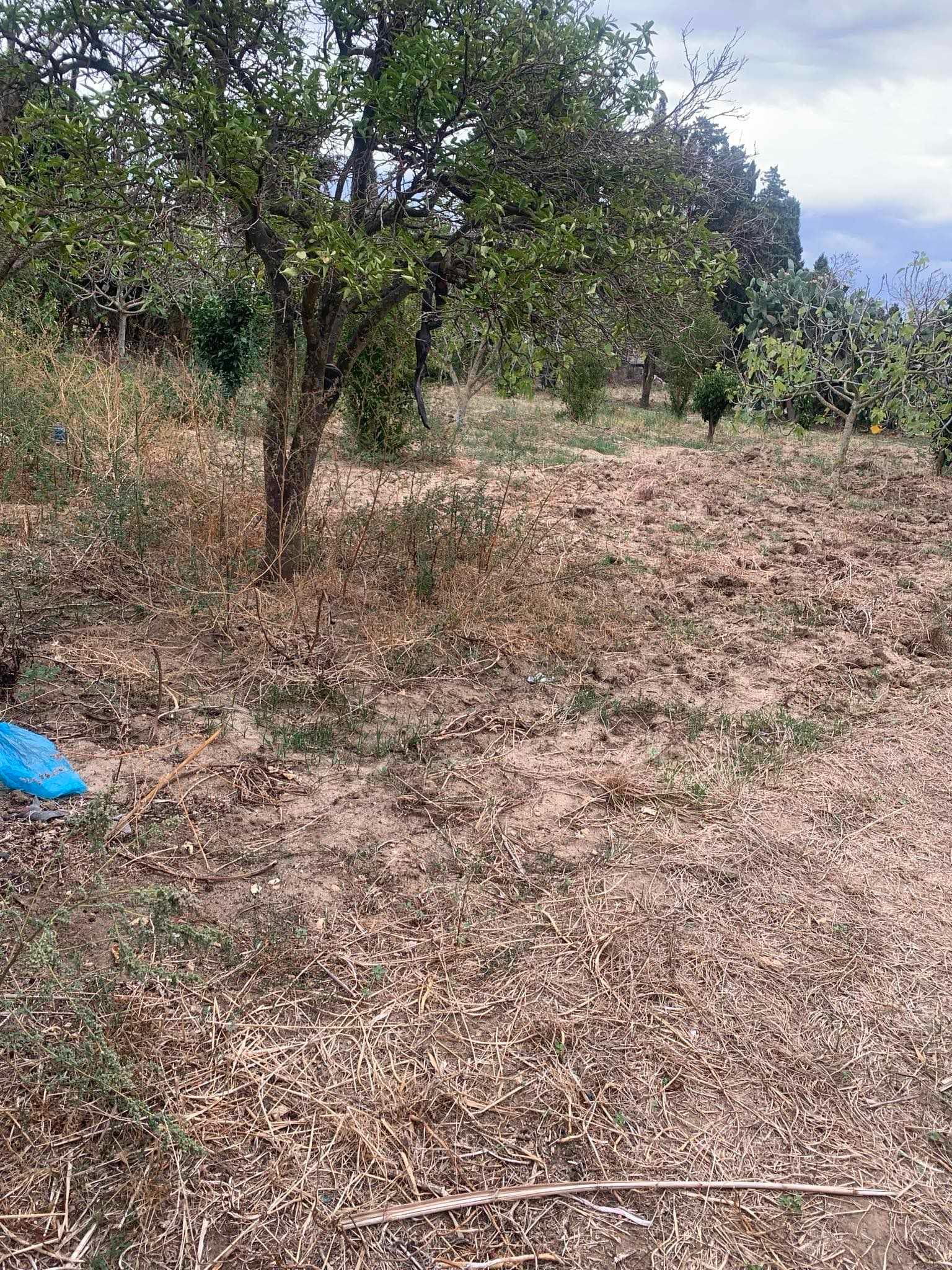 Ras Jebel Sounine Terrain Terrain agricole Terrain au sounine bizert ahmed 58843867