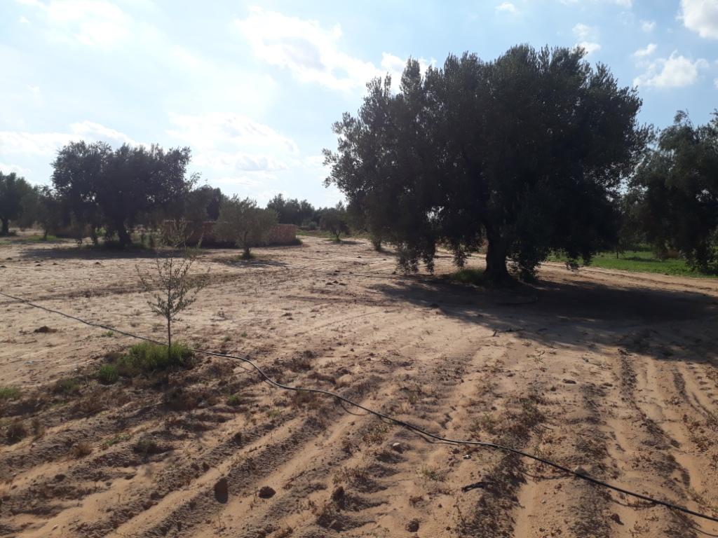 Menzel Chaker Chaaleb Terrain Terrain agricole 32 oliviers  route bou thadi sfax