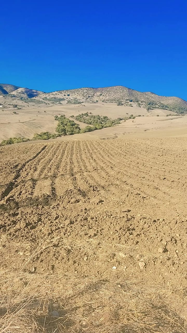 Mateur Mateur Terrain Terrain agricole Terrain agricole