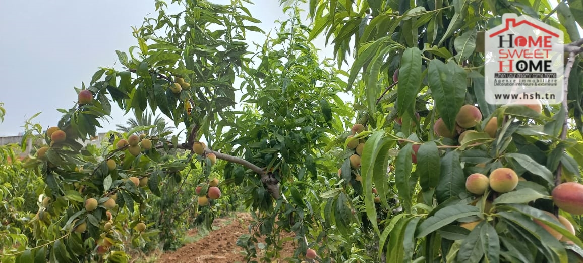 Ghar El Melh Ghar El Melh Terrain Terrain agricole Terrain agricole asouja  ghar el mellah