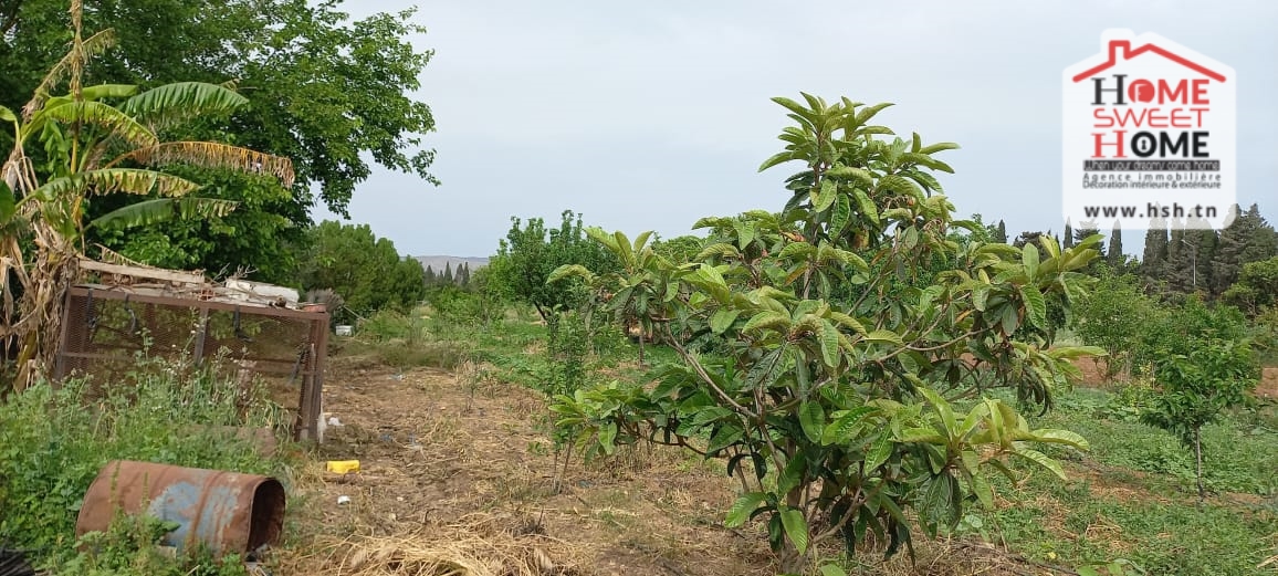 Ghar El Melh Ghar El Melh Terrain Terrain agricole Terrain agricole asouja  ghar el mellah