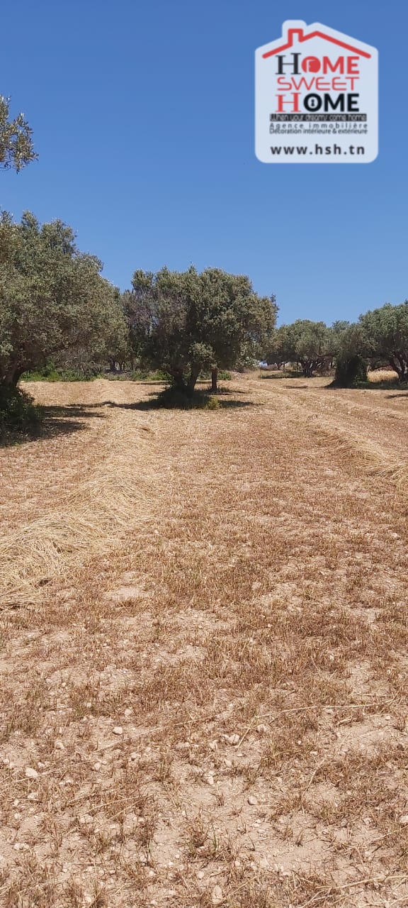 Bizerte Nord Bizerte Terrain Terrain agricole Terrain agricole anhar  bizerte