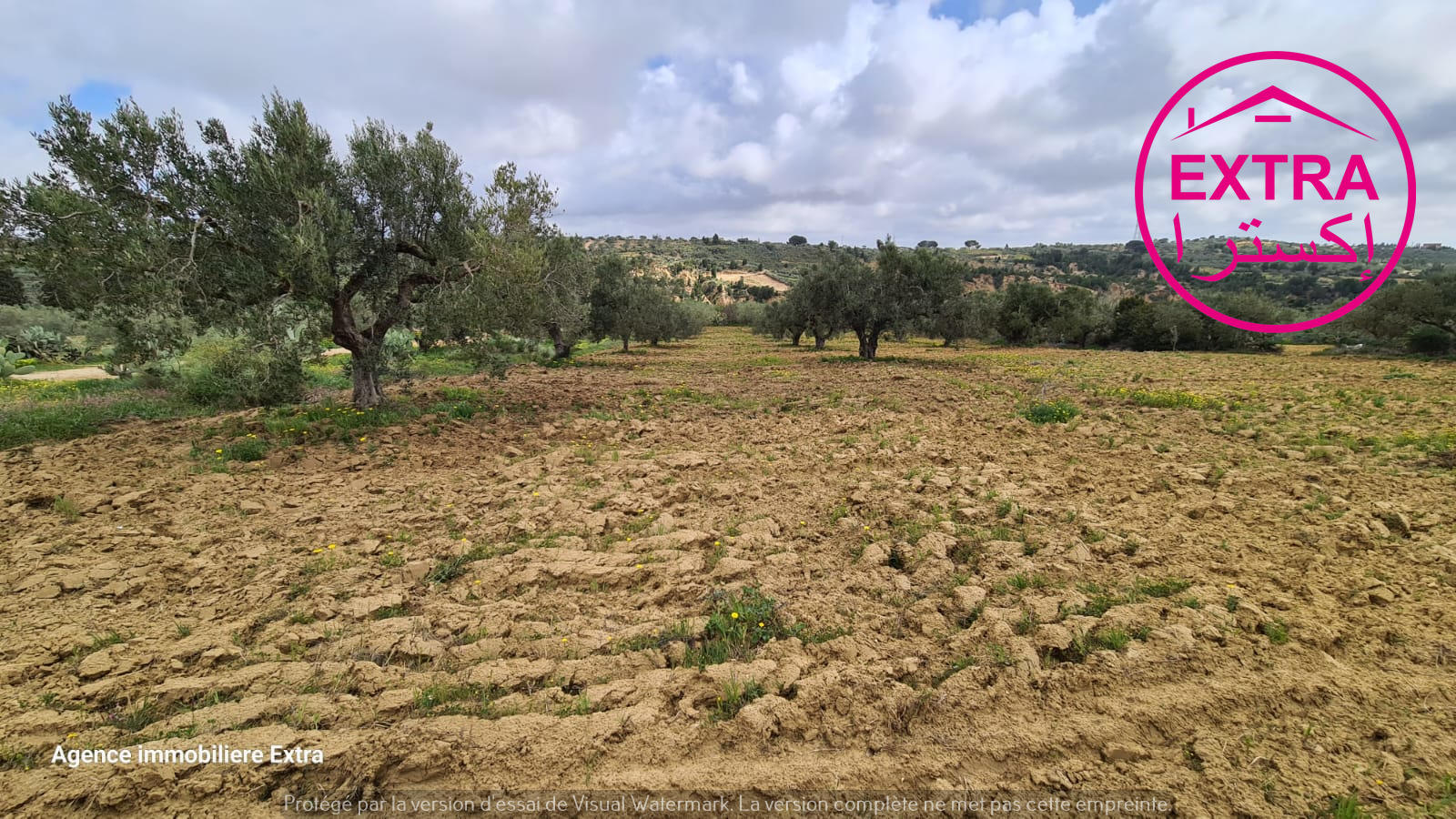 Nabeul Henchir El Haouaria Terrain Terrain agricole Campagne  el haouaria de nabeul