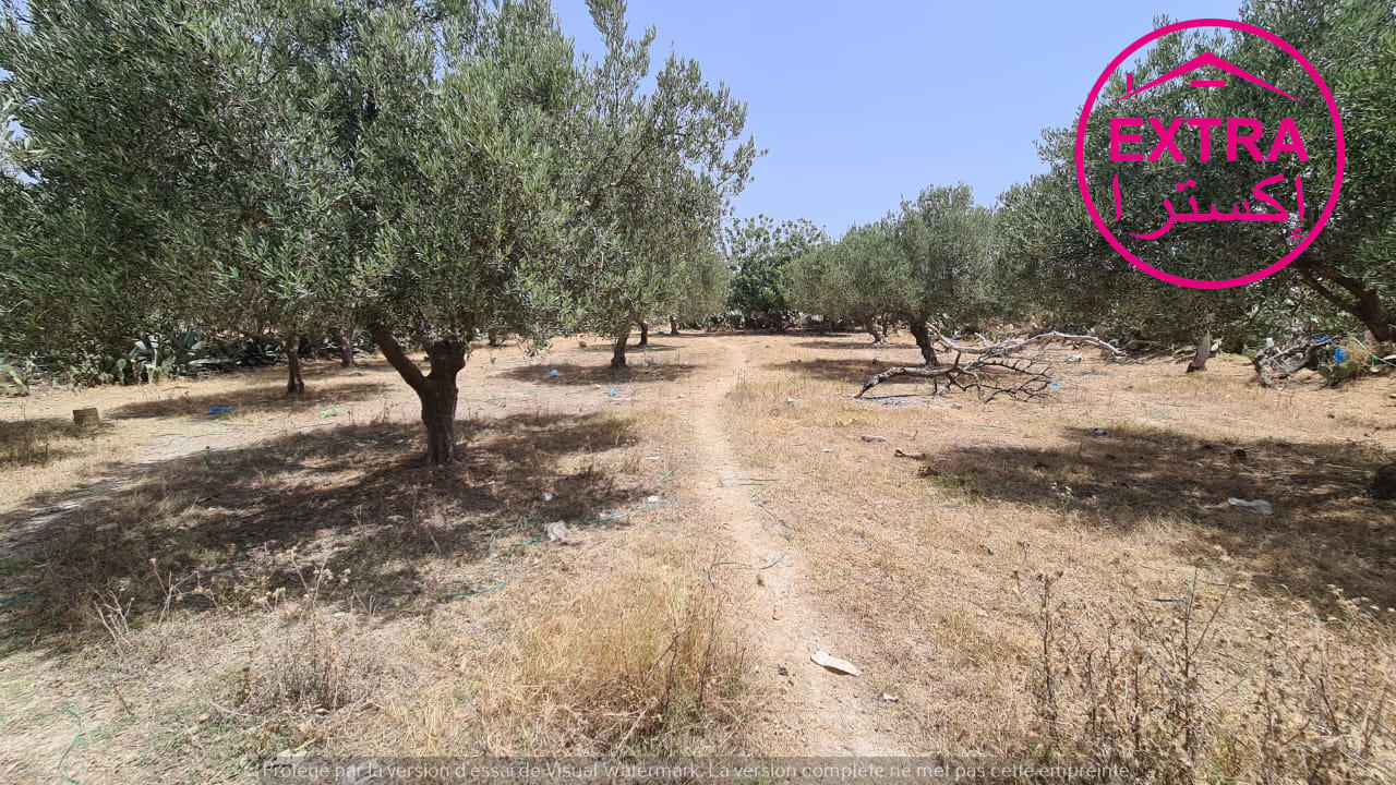 Beni Khiar Ghardaya Terrain Terrain agricole Campagne  ghardaya