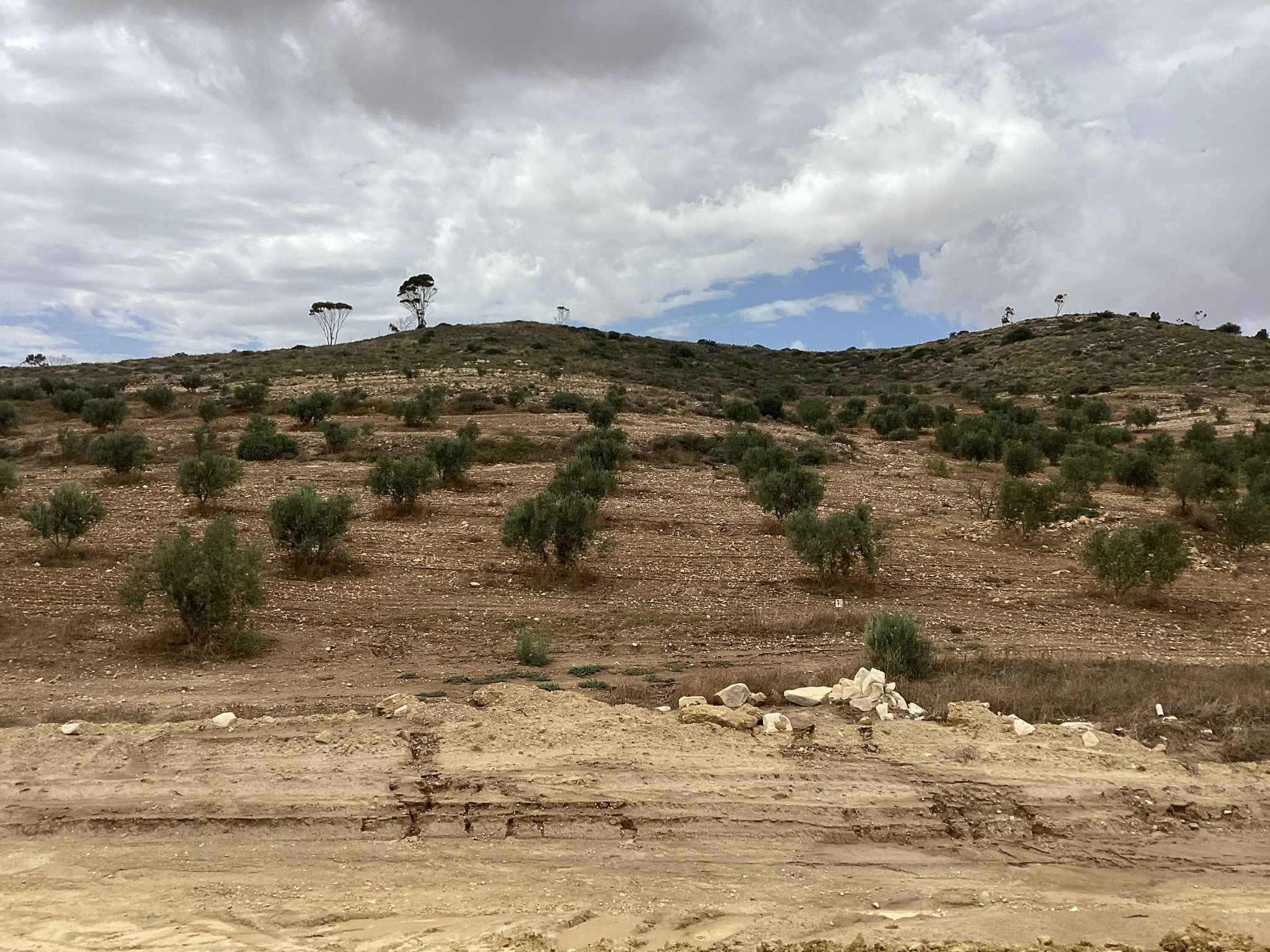 Mornag Khelidia Terrain Terrain agricole Terrain agricole dans le gouvernorat de ben arous